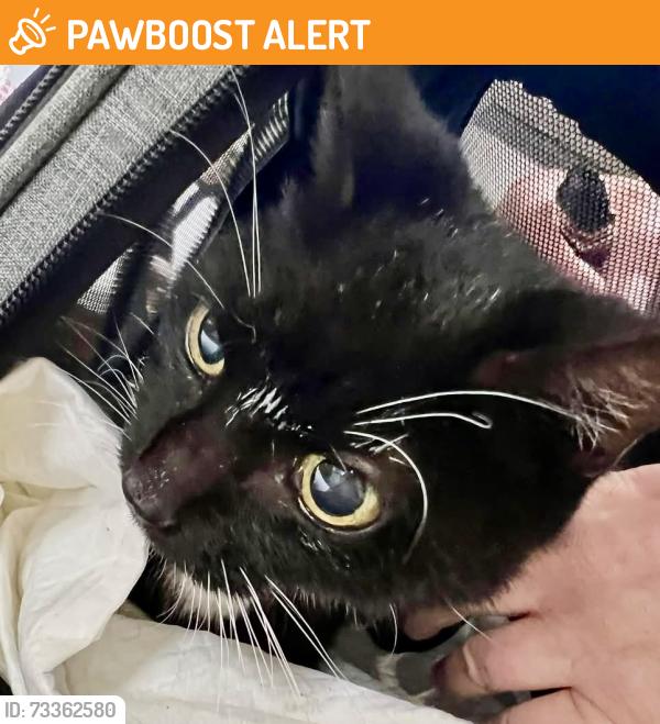 Found/Stray Female Cat last seen Highmarsh crescent Newton-le-willows, Merseyside, England 