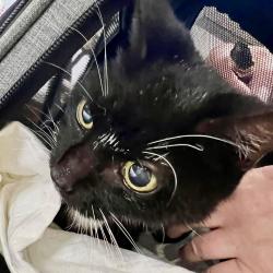 Found/Stray Female Cat last seen Highmarsh crescent Newton-le-willows, Merseyside, England 