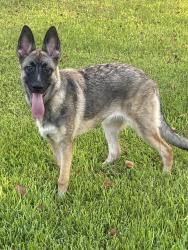 Reunited Female Dog last seen Haymarket St & Queensway St, San Antonio, TX 78217, USA, San Antonio, TX 78217
