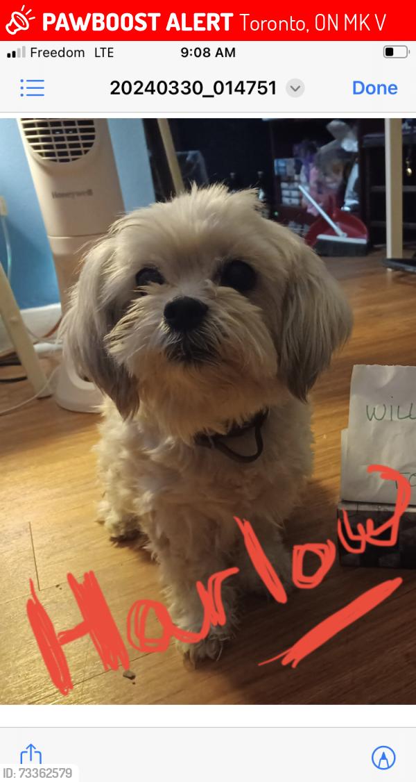 Lost Female Dog last seen Kennedy and eglington, Toronto, ON M1K 3V7