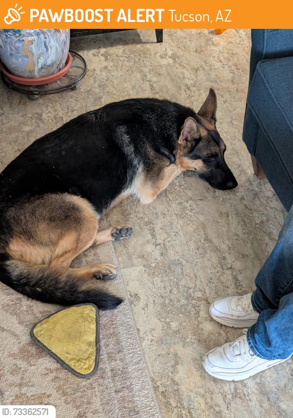 Found/Stray Male Dog last seen Near th st between Tucson Blvd and plumber, Tucson, AZ 85719