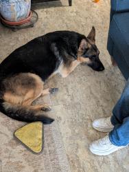 Found/Stray Male Dog last seen Near th st between Tucson Blvd and plumber, Tucson, AZ 85719