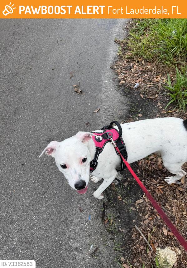 Found/Stray Female Dog last seen Near W State Rd 84, Fort Lauderdale, 33315, FL, Fort Lauderdale, FL 33315