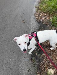 Found/Stray Female Dog last seen Near W State Rd 84, Fort Lauderdale, 33315, FL, Fort Lauderdale, FL 33315