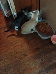 Reunited Female Cat last seen Bible st & 6thst ne, Cleveland, TN 37311