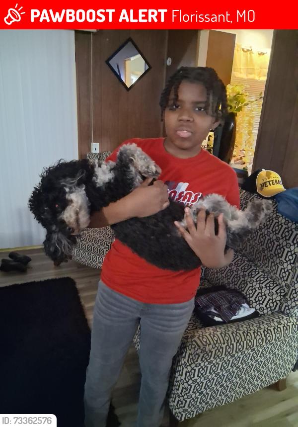 Lost Male Dog last seen Patterson rd, Florissant, MO 63031