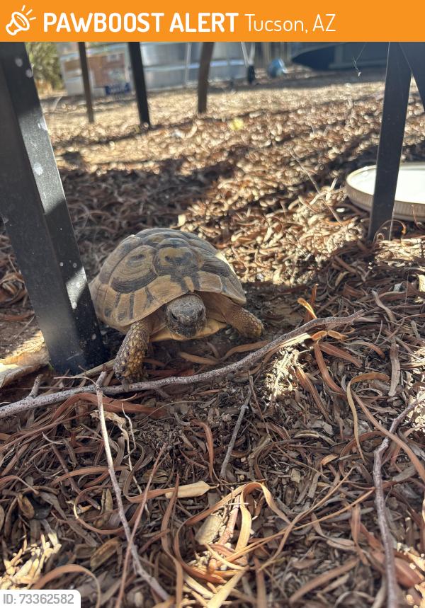 Found/Stray Unknown Reptile last seen 1st street and ft lowell, Tucson, AZ 85719