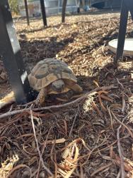Found/Stray Unknown Reptile last seen 1st street and ft lowell, Tucson, AZ 85719
