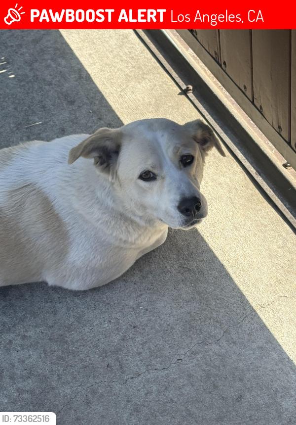Lost Male Dog last seen E 1st St & N Soto St, Los Angeles, CA 90033