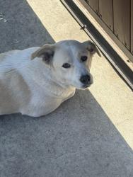 Lost Male Dog last seen E 1st St & N Soto St, Los Angeles, CA 90033