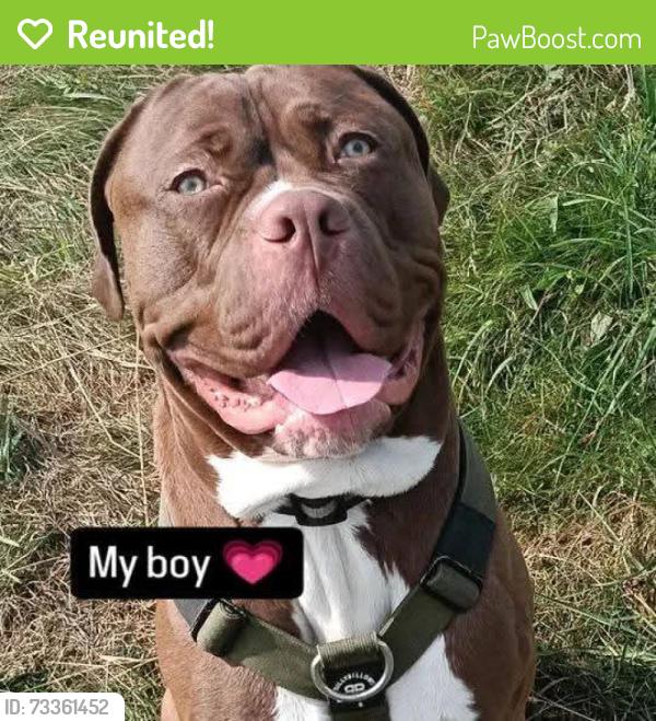 Reunited Male Dog last seen HD21AR, West Yorkshire, England HD2 1AR