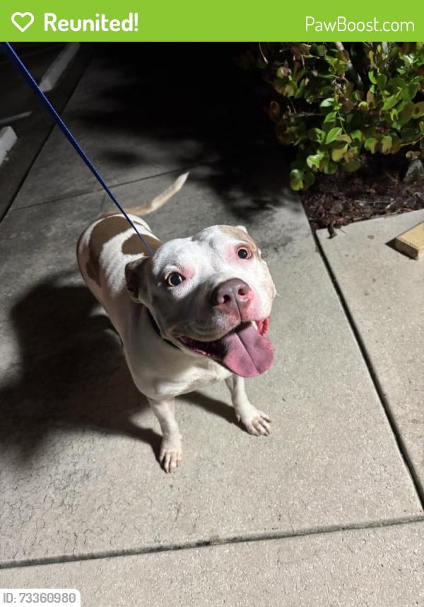 Reunited Unknown Dog last seen Port St Lucie, Port St. Lucie, FL 34986