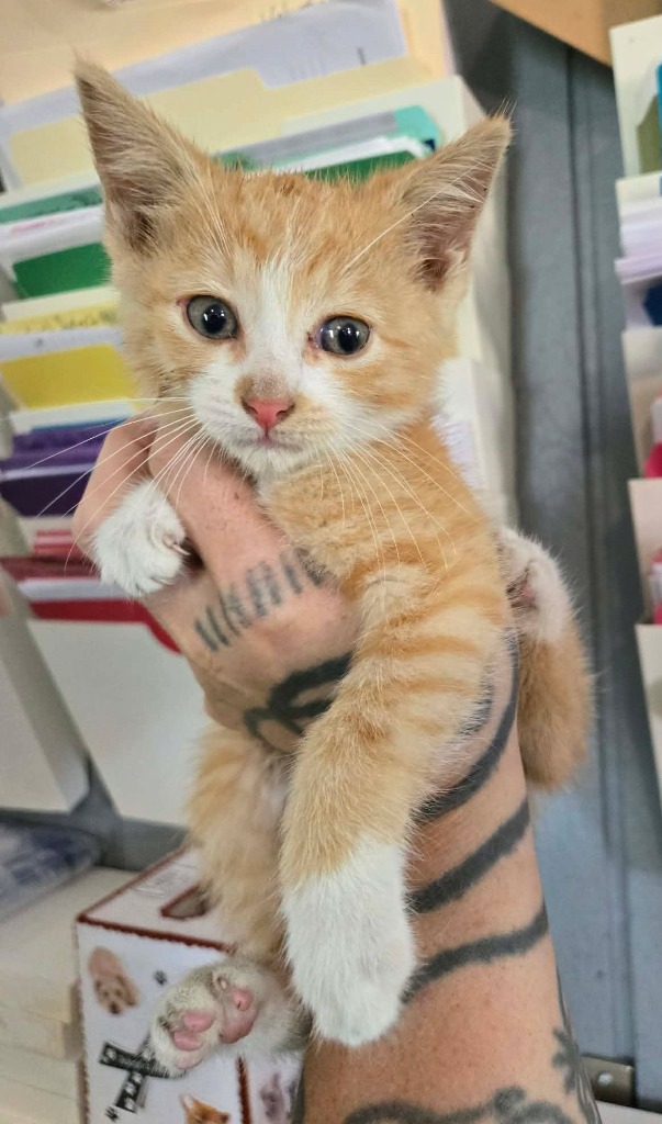 Shelter Stray Female Cat last seen , 22415 Groesbeck Hwy, Warren, MI 48089, USA