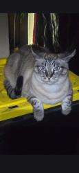 Lost Male Cat last seen 85th & 6th ave, near Jason Lee middle school, Vancouver, WA 98665