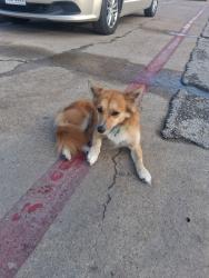 Found/Stray Male Dog last seen Olle Middle School or cross streets S kirkwood and Wilcrest, Houston, TX 77099
