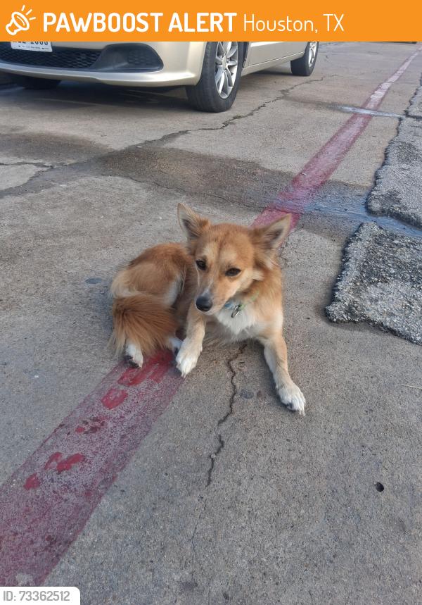 Found/Stray Male Dog last seen Olle Middle School or cross streets S kirkwood and Wilcrest, Houston, TX 77099