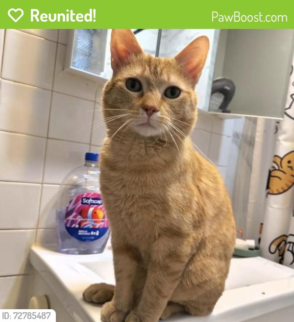 Reunited Male Cat last seen West Wellington Ave & North Long Ave, Chicago, IL 60641