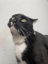 Lost Male Cat last seen 57th and mcdowell, Phoenix, AZ 85035
