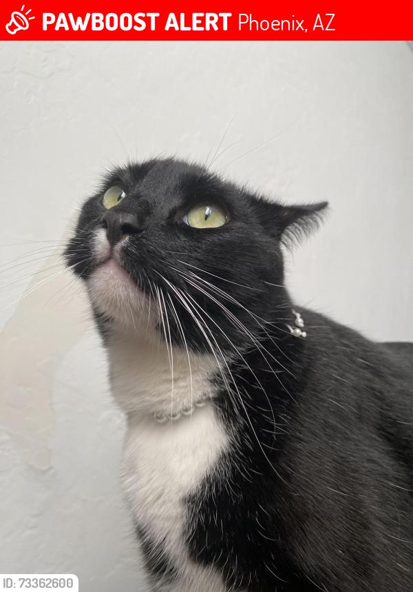 Lost Male Cat last seen 57th and mcdowell, Phoenix, AZ 85035