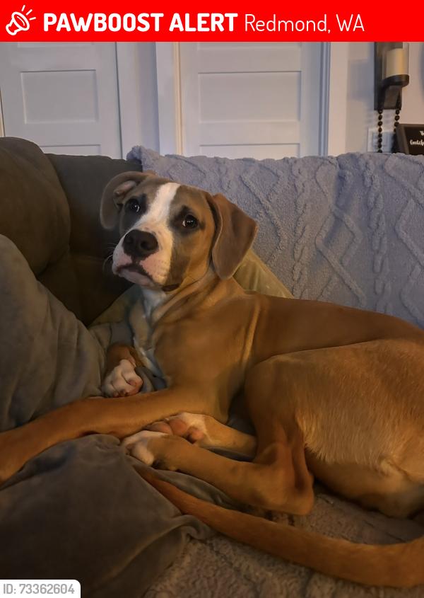 Lost Female Dog last seen By the Safeway on bearcreek, Redmond, WA 98052