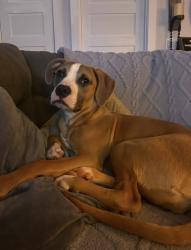 Lost Female Dog last seen By the Safeway on bearcreek, Redmond, WA 98052