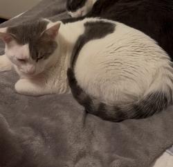 Lost Male Cat last seen Vanowen, Victory, Los Angeles, CA 91406