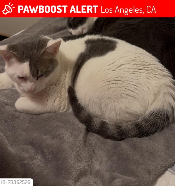 Lost Male Cat last seen Vanowen, Victory, Los Angeles, CA 91406