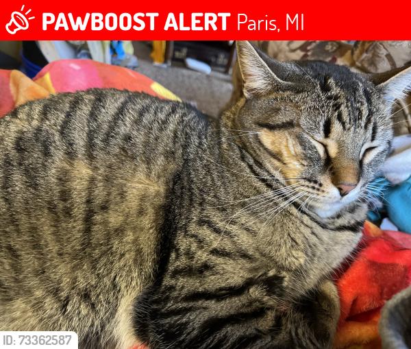 Lost Male Cat last seen Near Water St., in Paris opposite side from old Motel, Paris, MI 49338