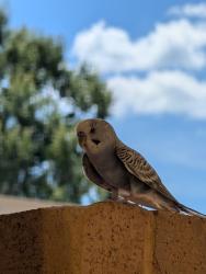 Found/Stray Unknown Bird last seen Cary Elementary, Cary, NC 27511