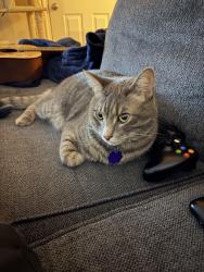 Lost Male Cat last seen Quarry Luxury apmts near 1800 suites, Columbus, OH 43204