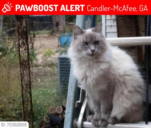 Lost Female Cat last seen Willa Dr. Decatur, GA, Candler-McAfee, GA 30032