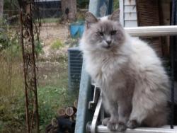 Lost Female Cat last seen Willa Dr. Decatur, GA, Candler-McAfee, GA 30032