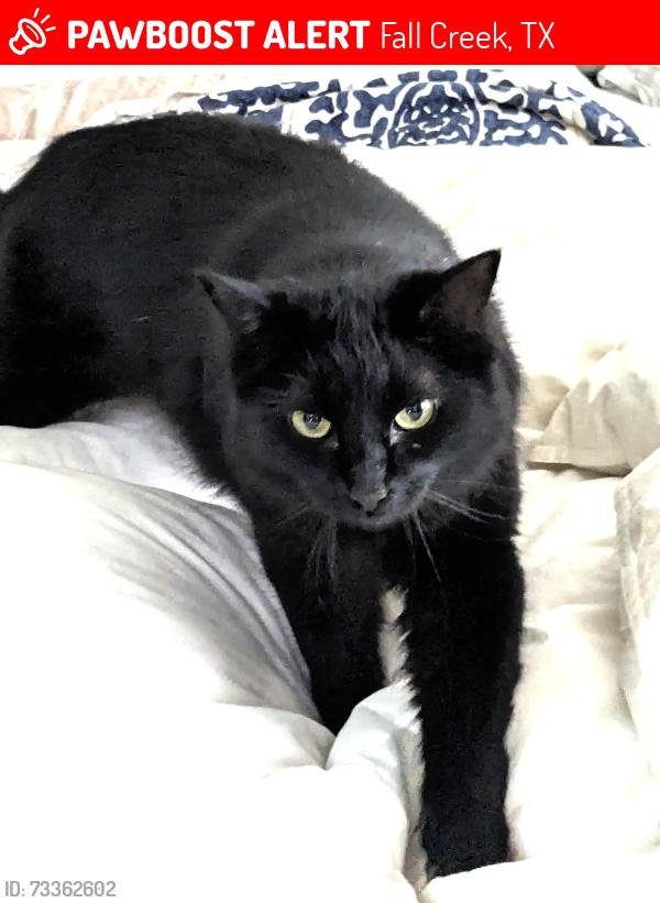 Lost Female Cat last seen Fall Creek Bend, Humble 77396, Fall Creek, TX 77396