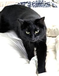 Lost Female Cat last seen Fall Creek Bend, Humble 77396, Fall Creek, TX 77396