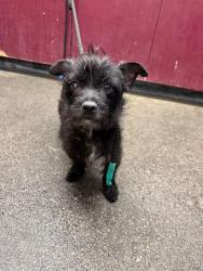 Shelter Stray Female Dog last seen , 11258 Garfield Ave, Downey, CA 90242, USA