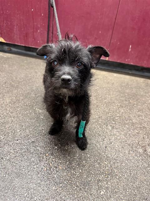 Shelter Stray Female Dog last seen , 11258 Garfield Ave, Downey, CA 90242, USA