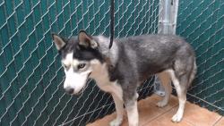 Shelter Stray Female Dog last seen , 11258 Garfield Ave, Downey, CA 90242, USA