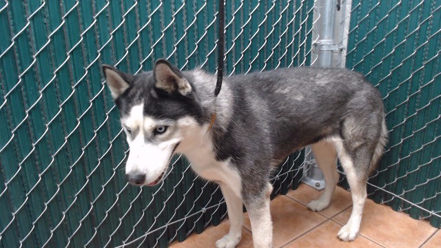 Shelter Stray Female Dog last seen , 11258 Garfield Ave, Downey, CA 90242, USA