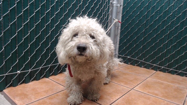 Shelter Stray Male Dog last seen , 11258 Garfield Ave, Downey, CA 90242, USA