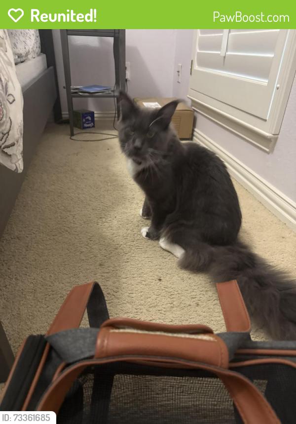 Reunited Unknown Cat last seen La Costa / Bermuda Dune, Plano, TX 75093