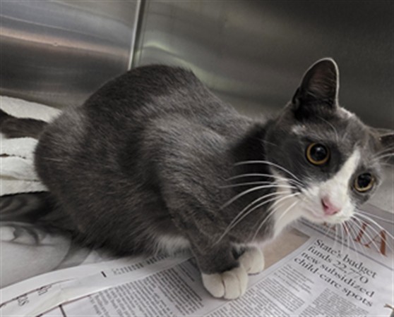 Shelter Stray Female Cat last seen , 11361 W Pico Blvd, Los Angeles, CA 90064, USA