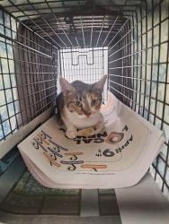 Shelter Stray Female Cat last seen Near BLOCK NE 1 AV, FORT LAUDERDALE FL 33304, 2400 SW 42nd St, Fort Lauderdale, FL 33312, USA
