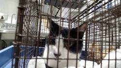 Shelter Stray Male Cat last seen XHUNTINGTON PARK, 1419 Bryant St, San Francisco, CA 94103, USA