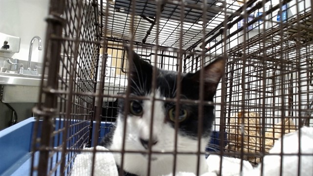 Shelter Stray Male Cat last seen XHUNTINGTON PARK, 1419 Bryant St, San Francisco, CA 94103, USA