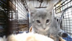 Shelter Stray Female Cat last seen XHUNTINGTON PARK, 1419 Bryant St, San Francisco, CA 94103, USA
