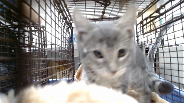 Shelter Stray Female Cat last seen XHUNTINGTON PARK, 1419 Bryant St, San Francisco, CA 94103, USA