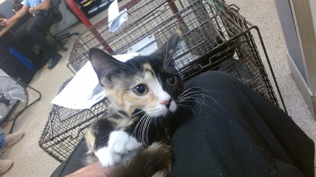Shelter Stray Female Cat last seen Near BLOCK MANTILLA AVE, 3599 NW 79th Ave, Doral, FL 33122, USA