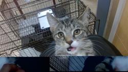 Shelter Stray Male Cat last seen Near BLOCK MANTILLA AVE, 3599 NW 79th Ave, Doral, FL 33122, USA