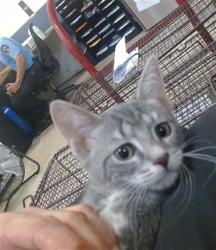 Shelter Stray Male Cat last seen Near BLOCK MANTILLA AVE, 3599 NW 79th Ave, Doral, FL 33122, USA