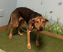 Shelter Stray Female Dog last seen , 38550 Sierra Hwy, Palmdale, CA 93550, USA
